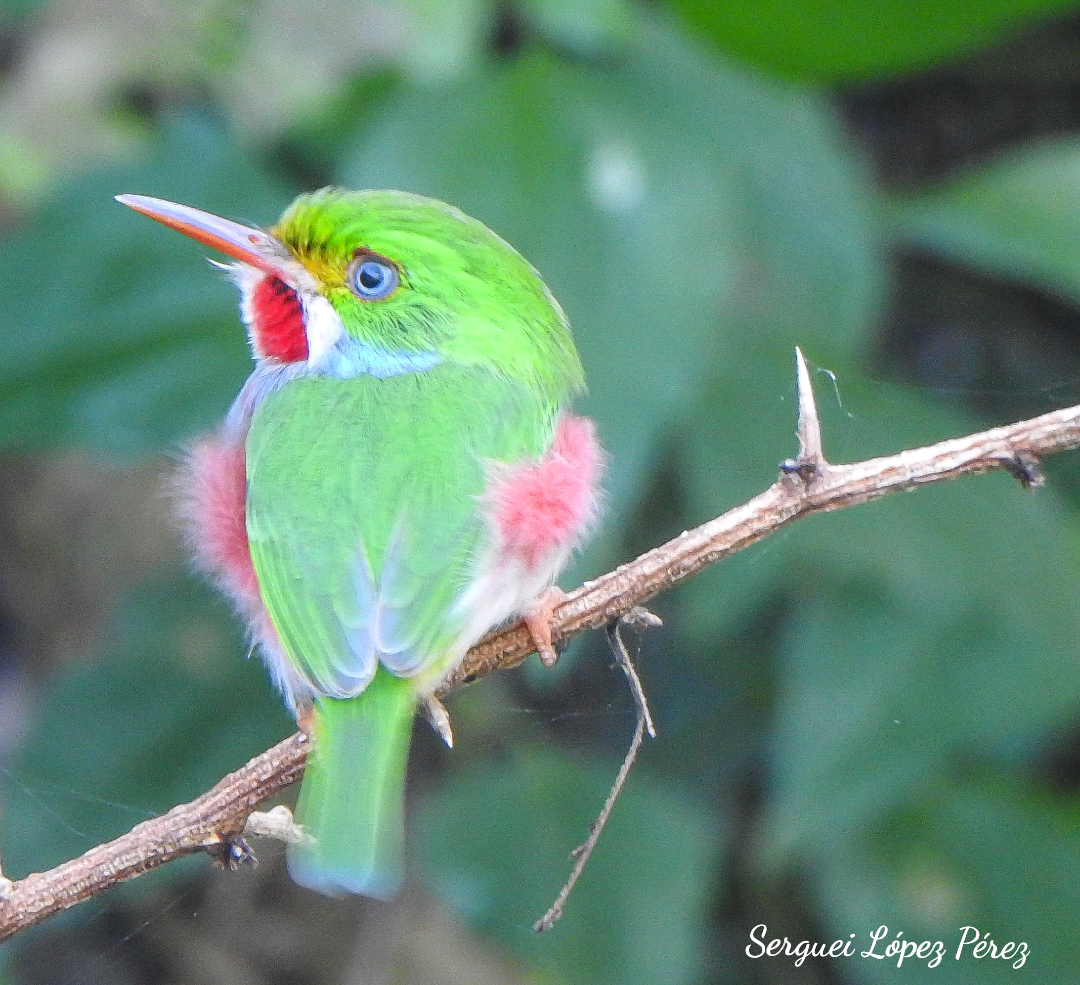 Cuban Tody - ML646460973