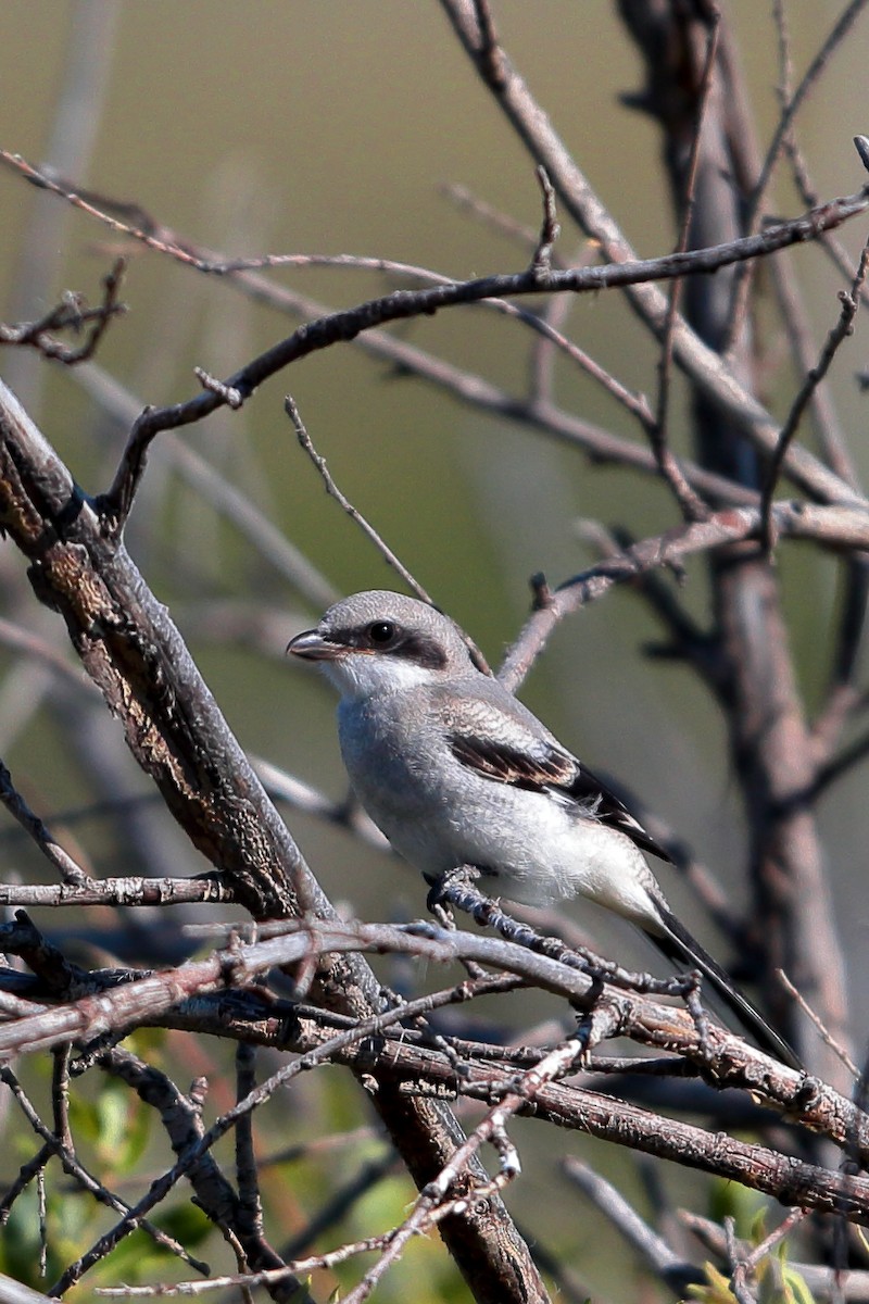 Loggerhead Shrike - ML646460974