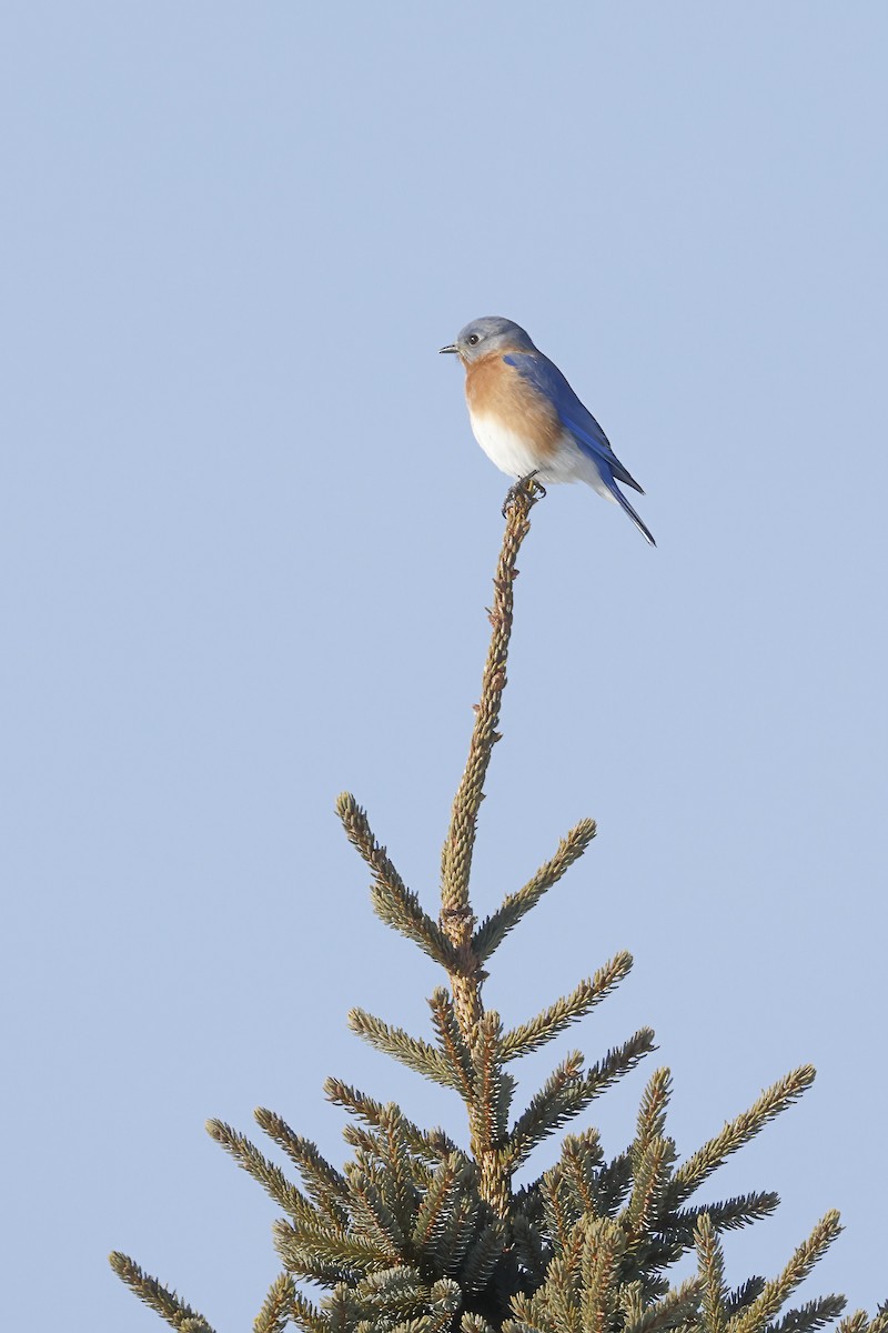 Eastern Bluebird - ML646460976