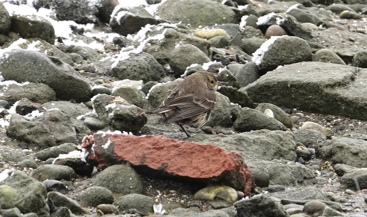 American Pipit - ML646460977