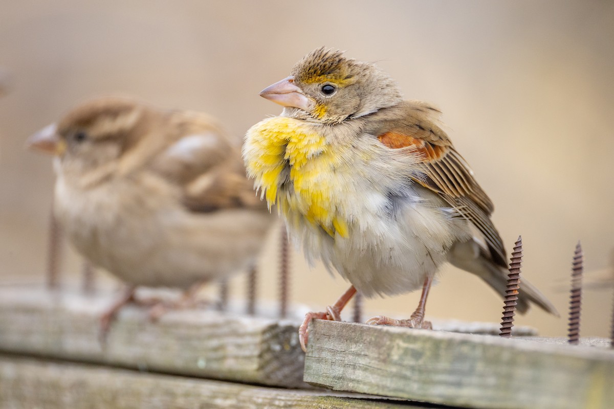 Dickcissel - ML646460978