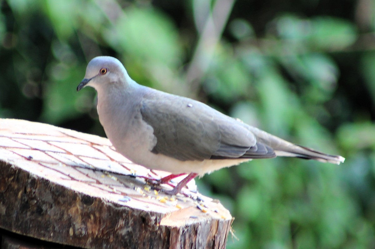 White-tipped Dove - ML646460980