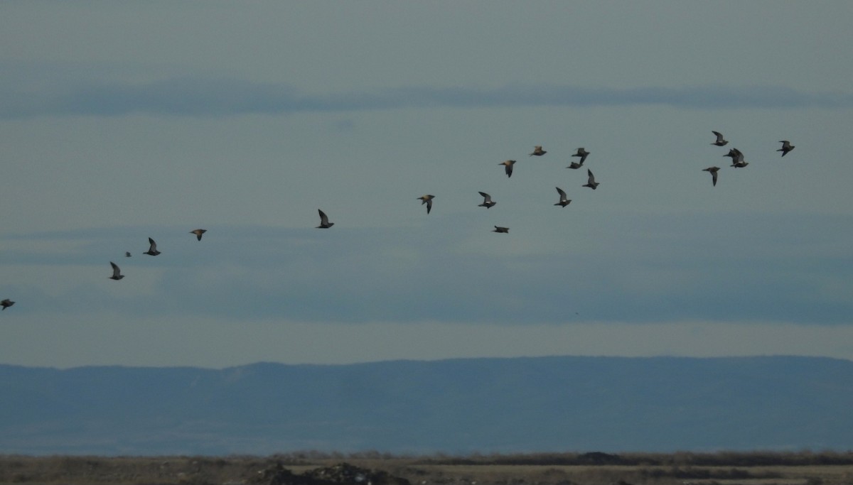 Black-bellied Sandgrouse - ML646460983