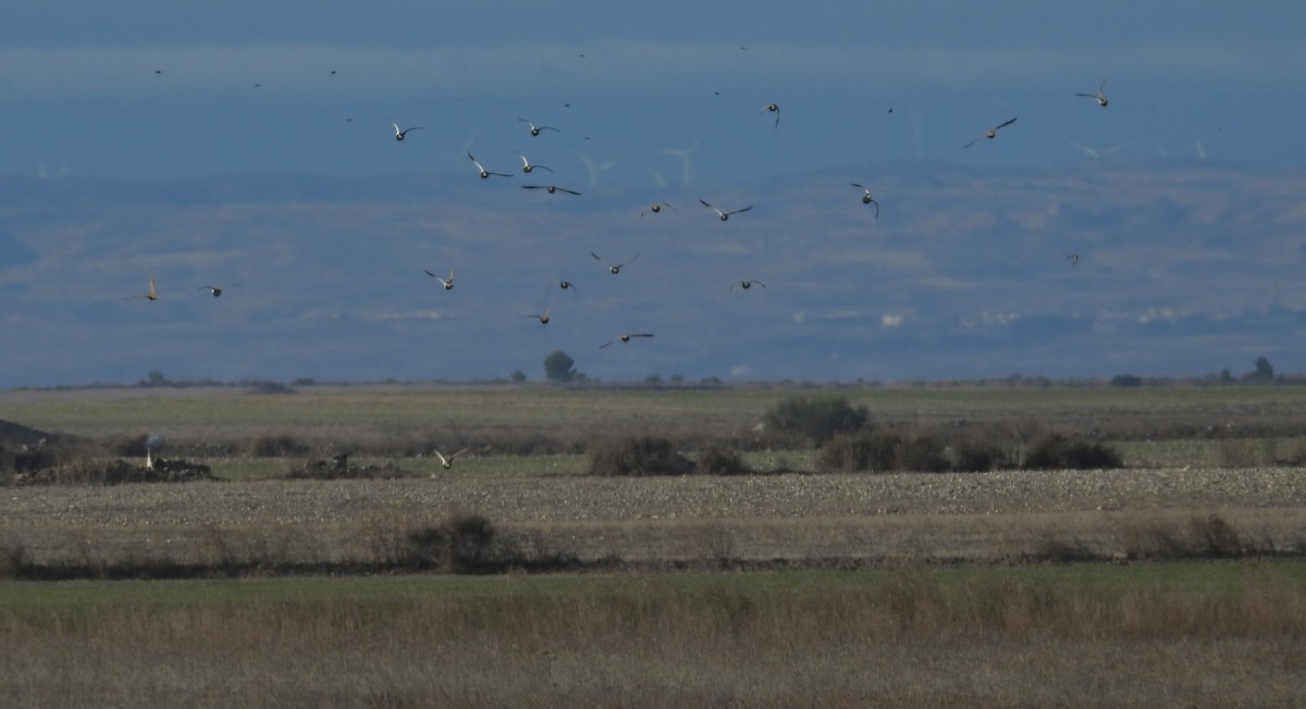 Black-bellied Sandgrouse - ML646460984