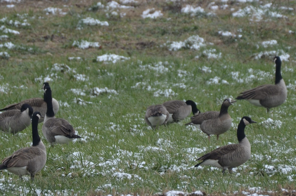 husa běločelá - ML646460987