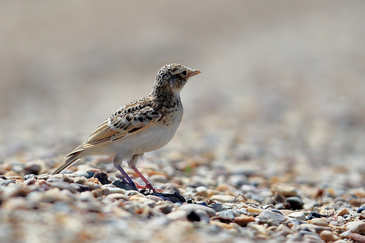 Эвэрт болжмор - ML646460988