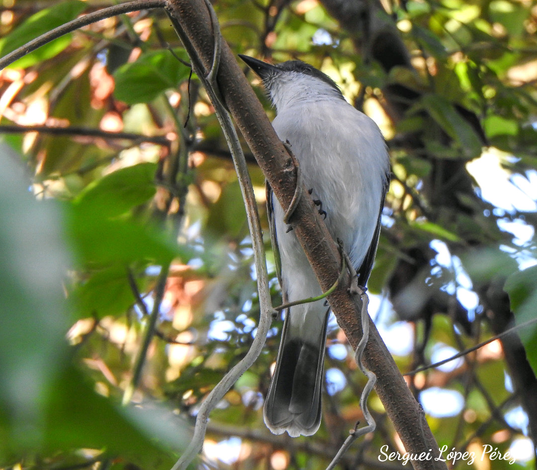 Тиран темноголовий - ML646460989