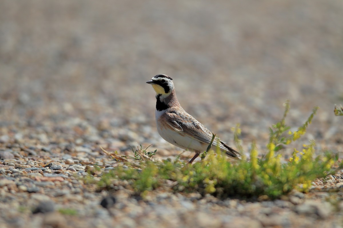 Эвэрт болжмор - ML646460990