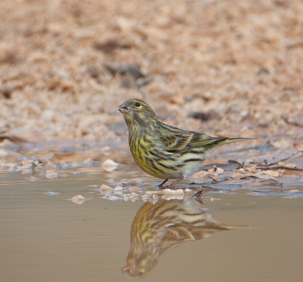 European Serin - ML646460992