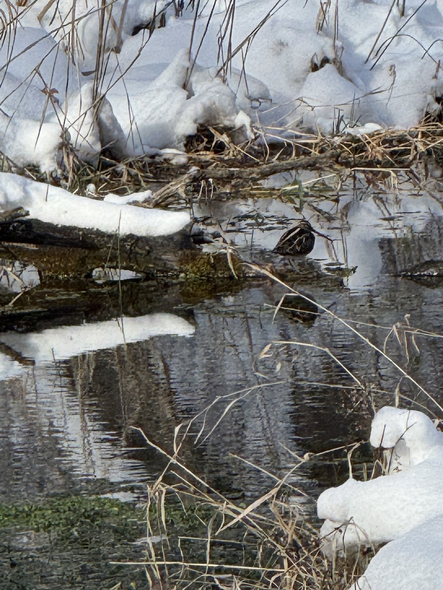 Wilson's Snipe - ML646460994