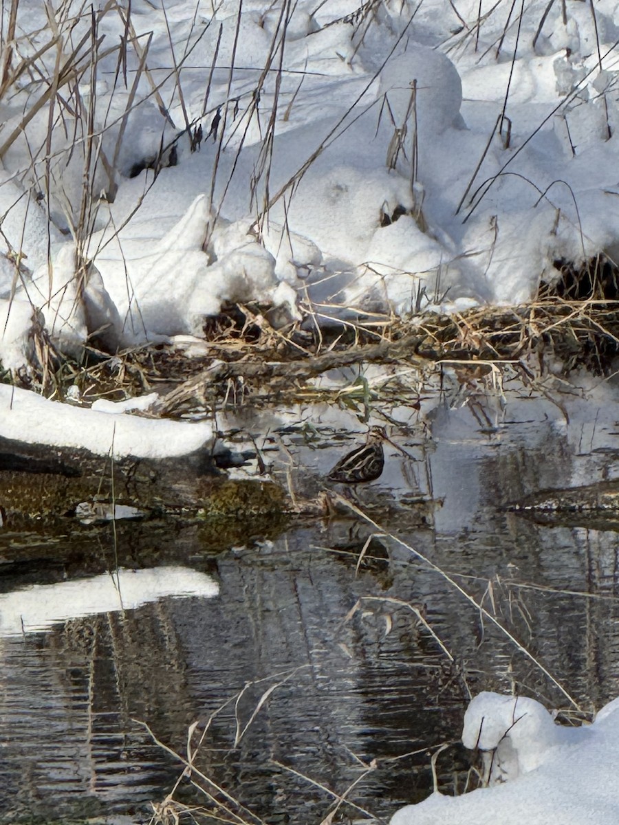 Wilson's Snipe - ML646460995