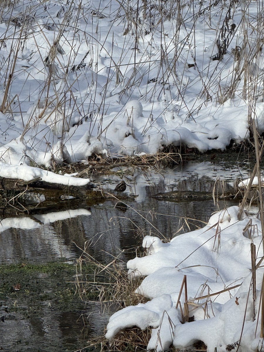 Wilson's Snipe - ML646460996