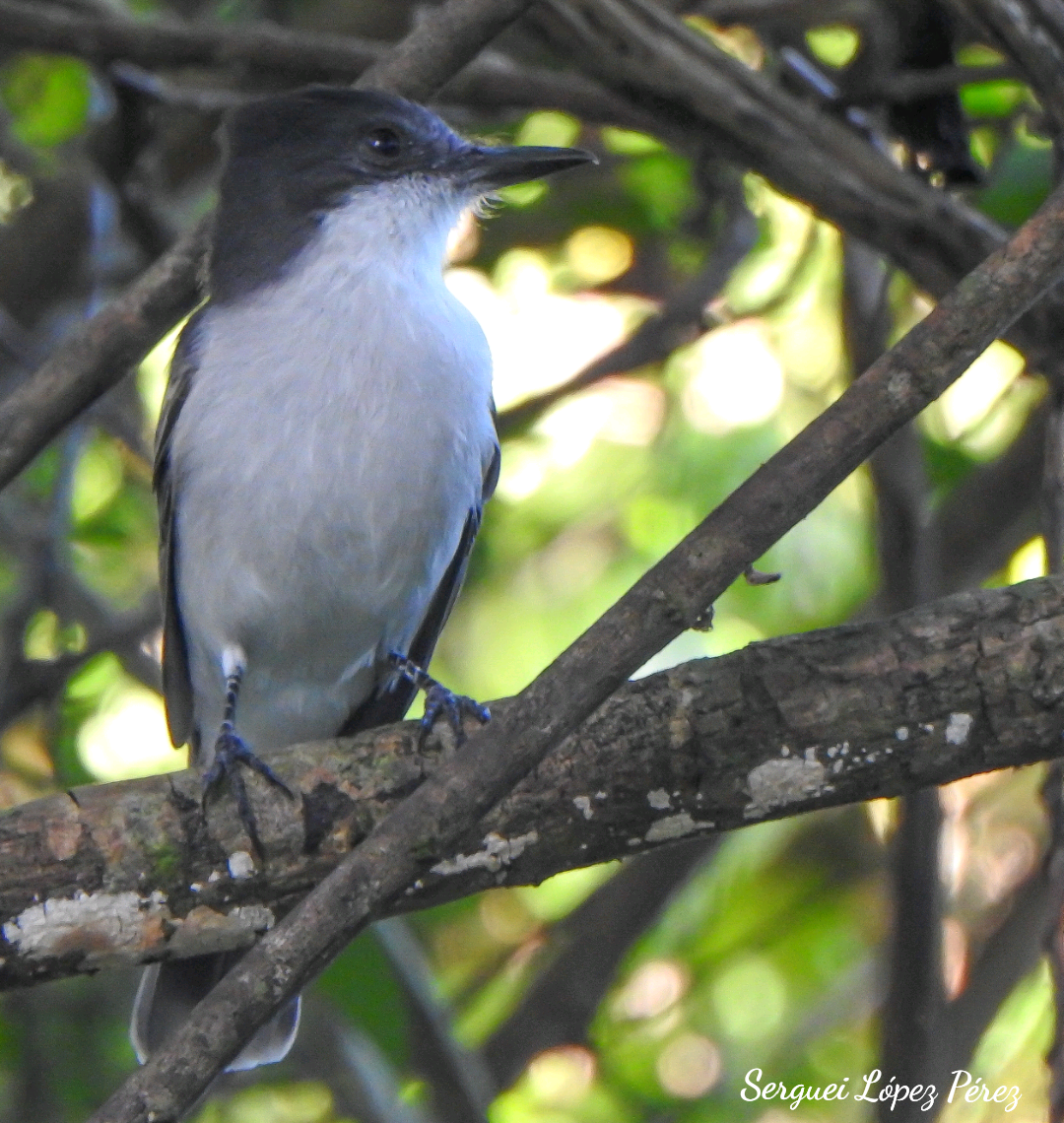 Тиран темноголовий - ML646460999