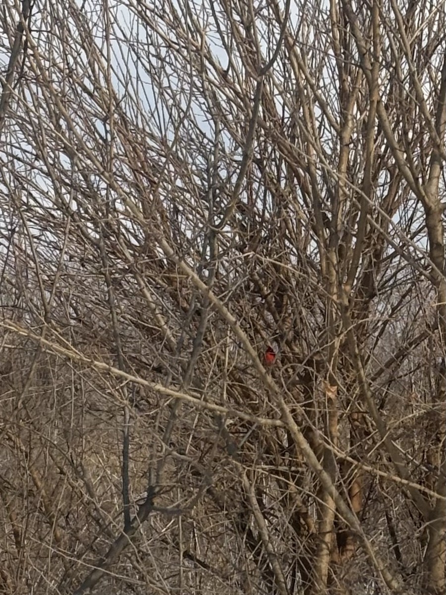 Northern Cardinal - ML646461000