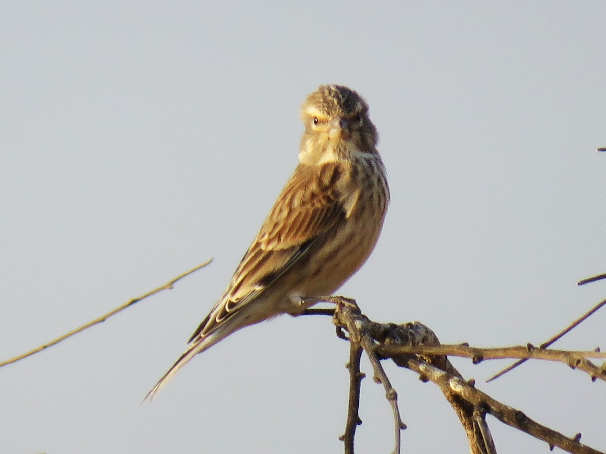 Eurasian Linnet - ML646461001