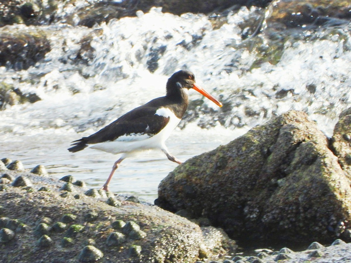 Eurasian Oystercatcher - ML646461002
