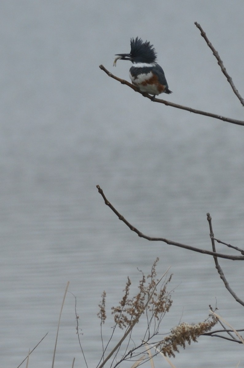 rybařík pruhoprsý - ML646461003