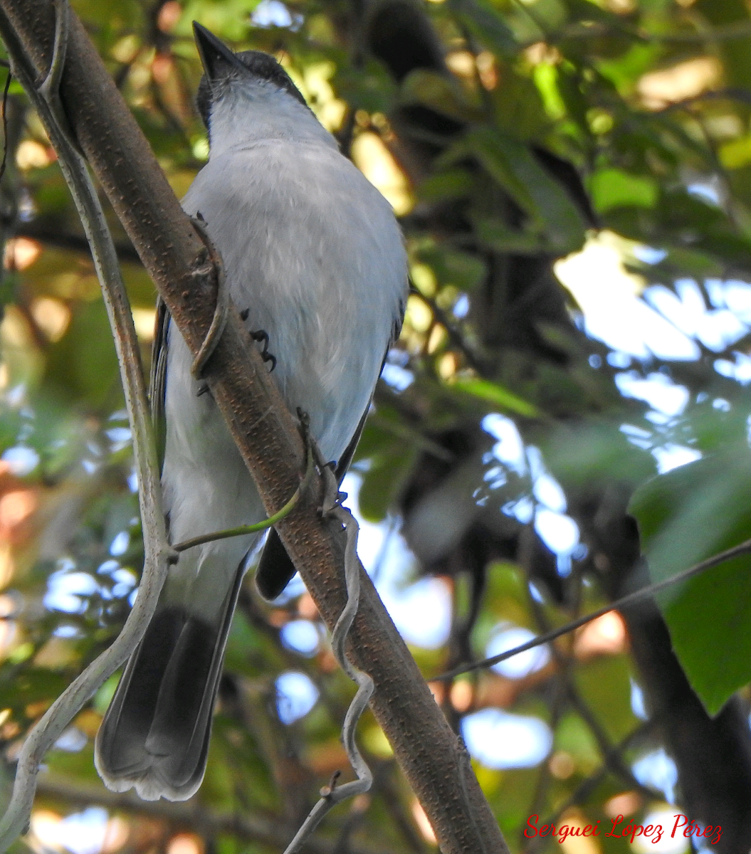 Тиран темноголовий - ML646461004