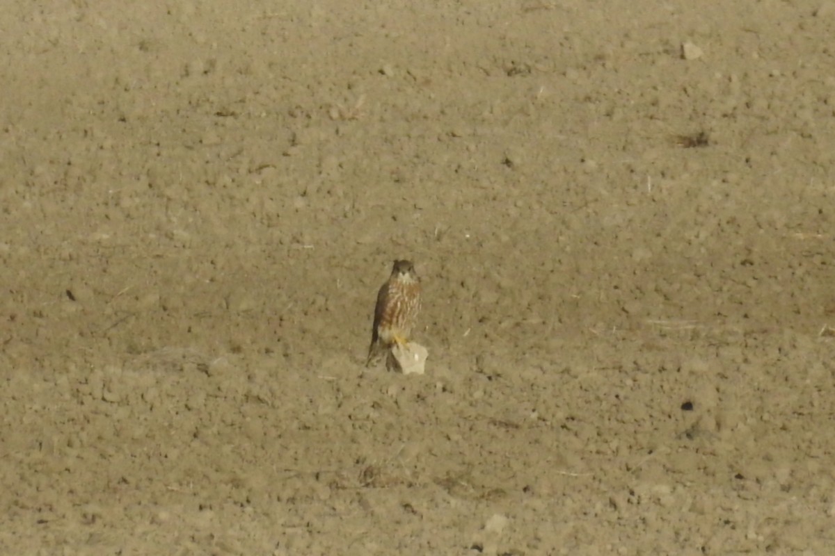 Хайргууна шонхор - ML646461006