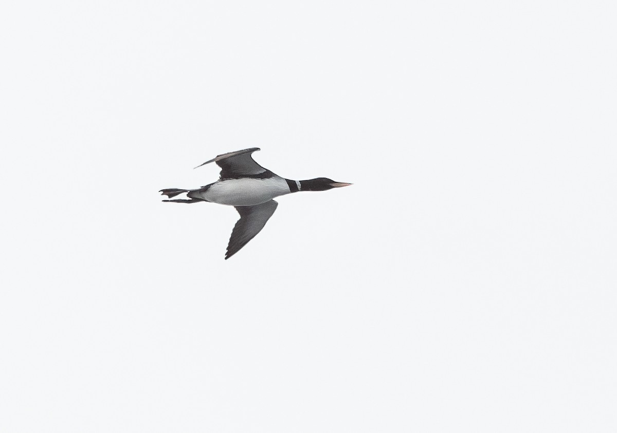 Yellow-billed Loon - ML646461007
