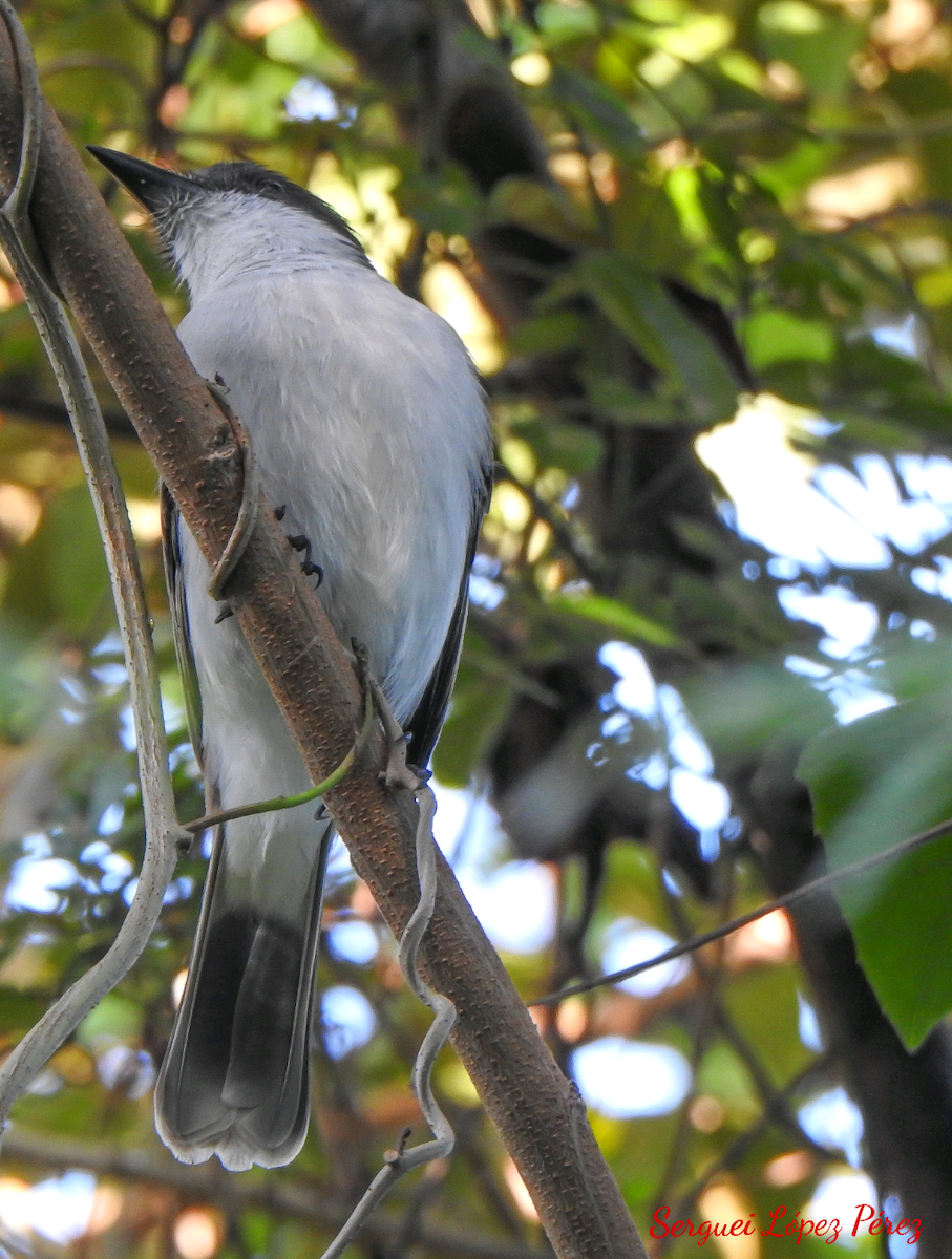 Тиран темноголовий - ML646461009