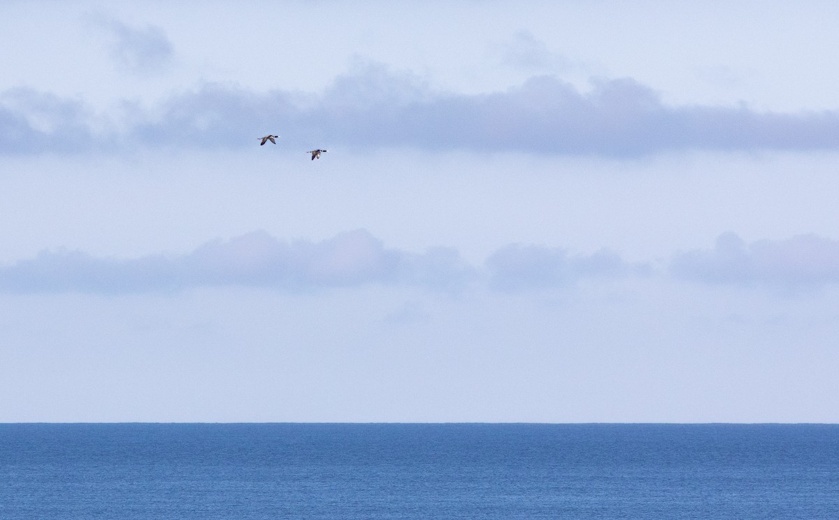 Yellow-billed Loon - ML646461010
