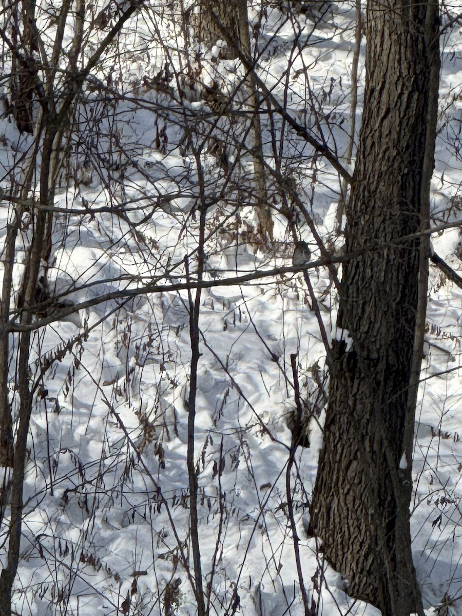 Hermit Thrush - ML646461012