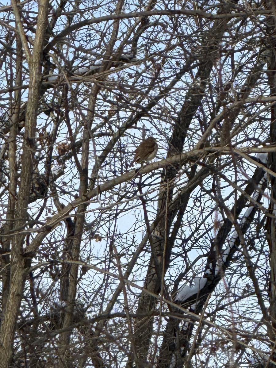 Hermit Thrush - ML646461013