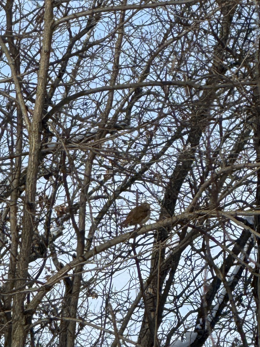 Hermit Thrush - ML646461014