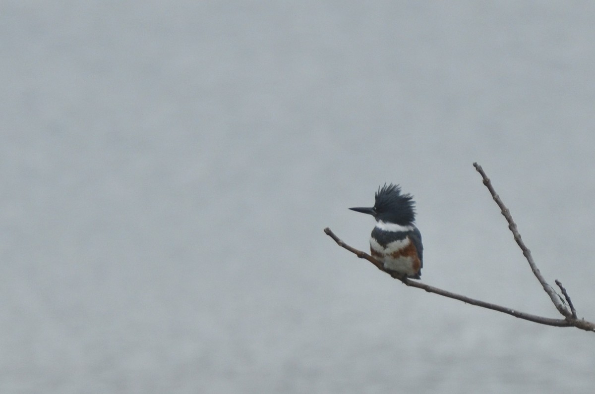 rybařík pruhoprsý - ML646461015