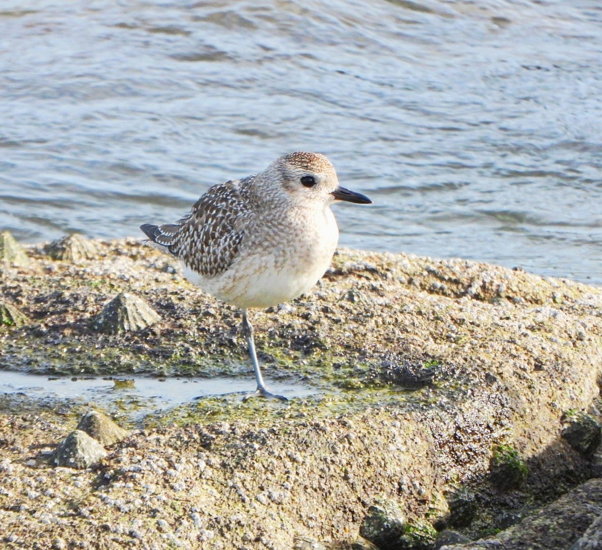 Black-bellied Plover - ML646461016