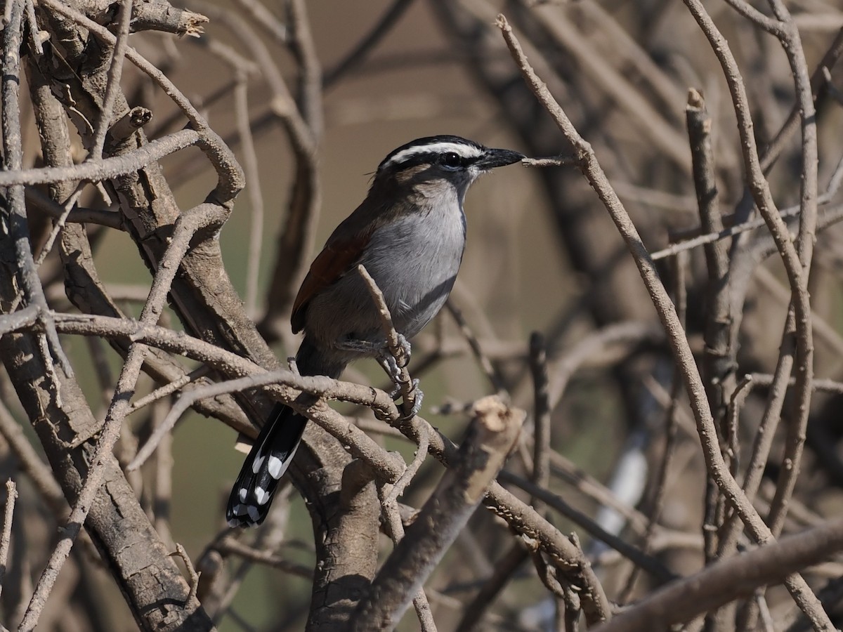 Senegaltschagra - ML646461017