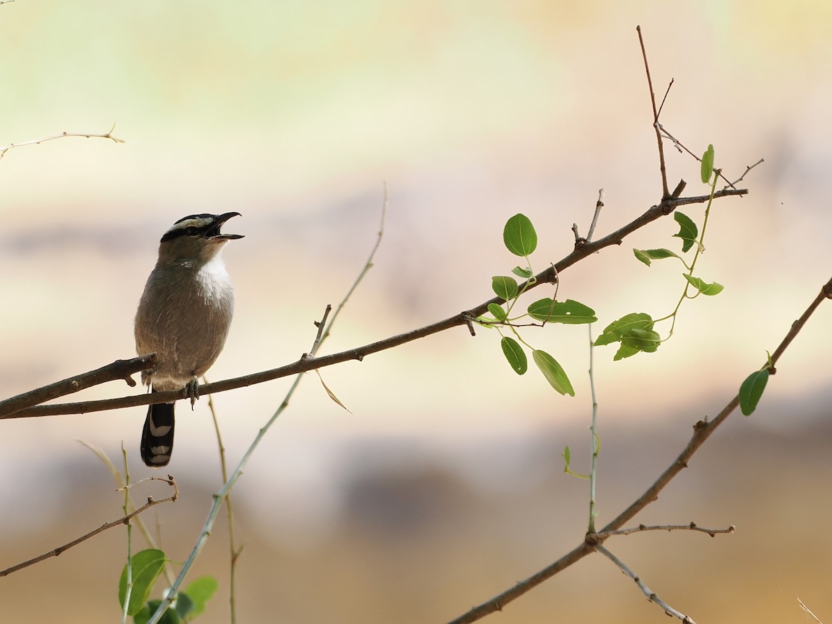 Senegaltschagra - ML646461018