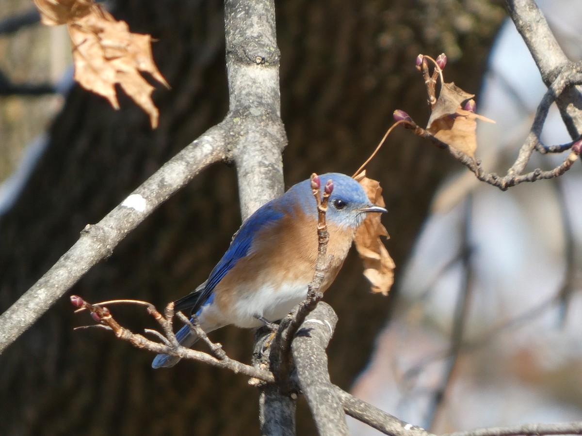 salašník modrý - ML646461019