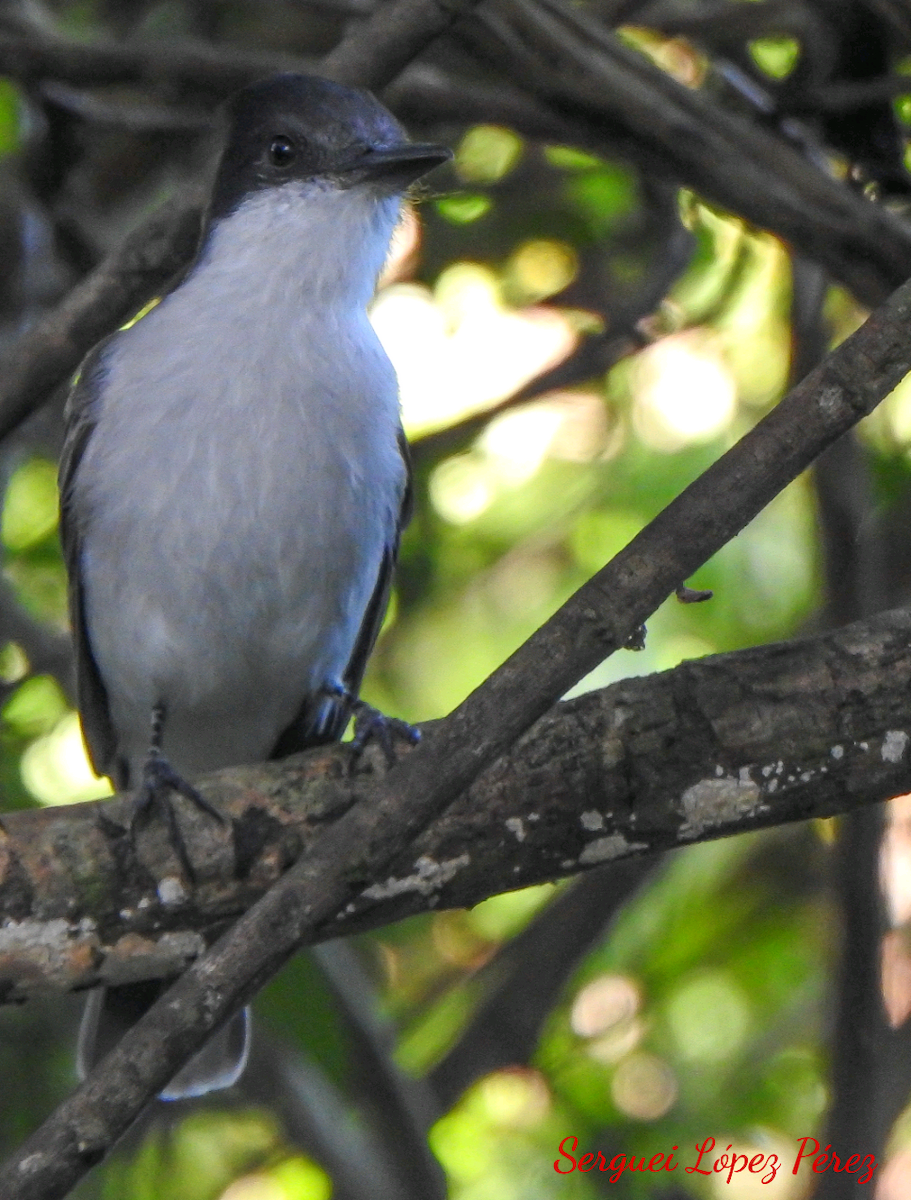 Тиран темноголовий - ML646461021