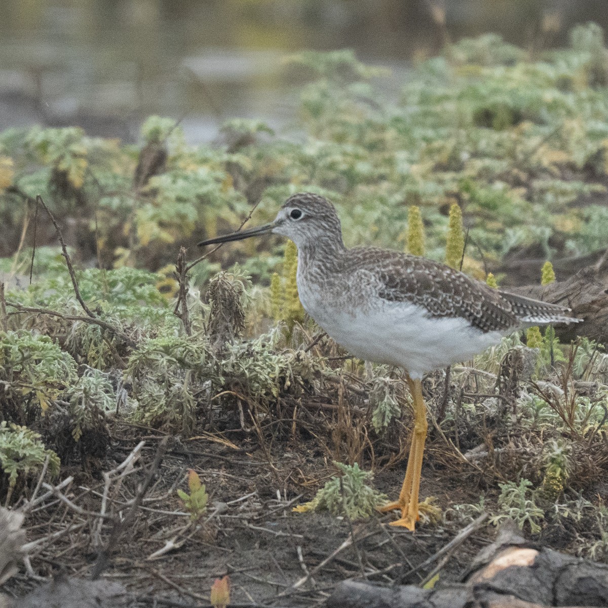 Greater Yellowlegs - ML646461022
