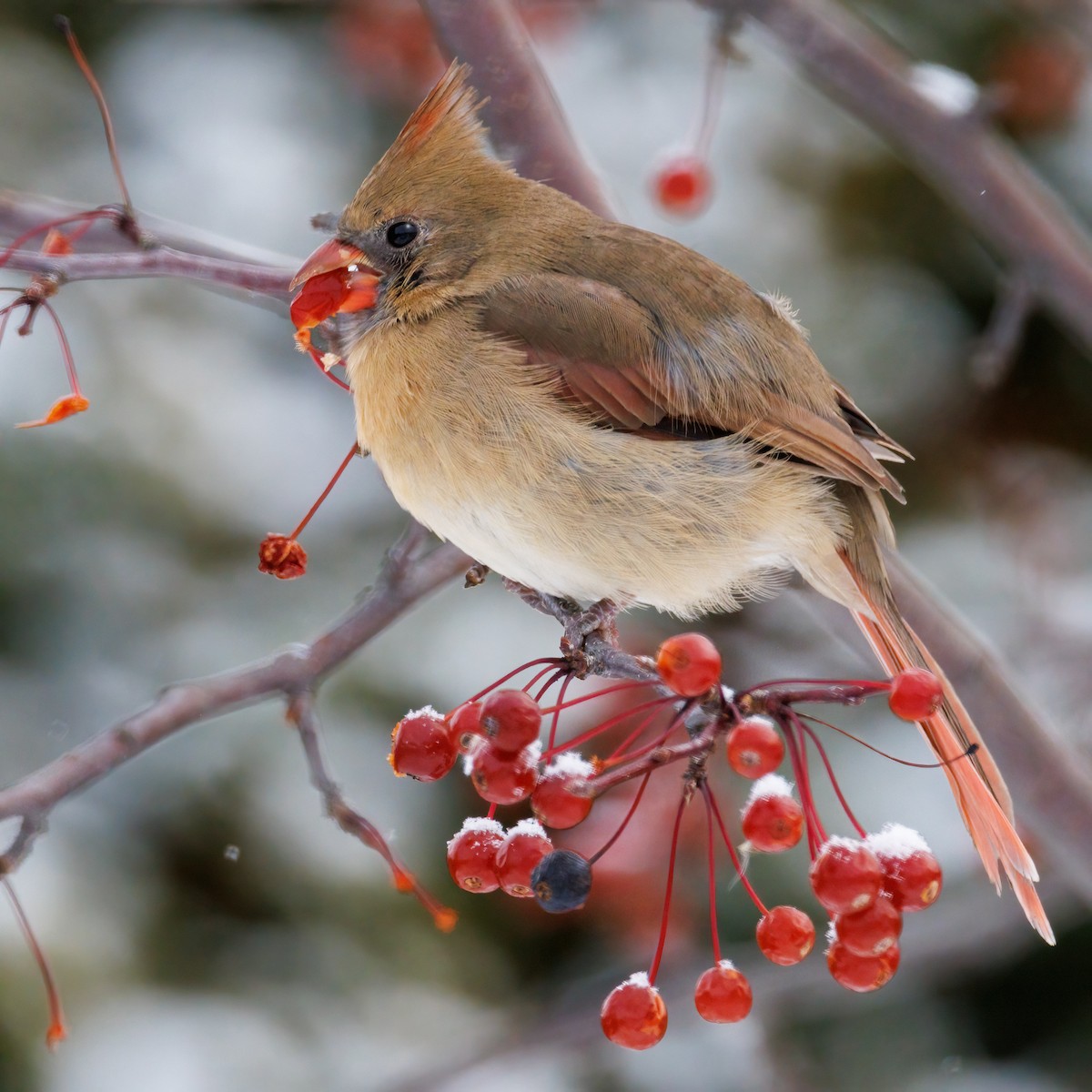 rødkardinal - ML646461023