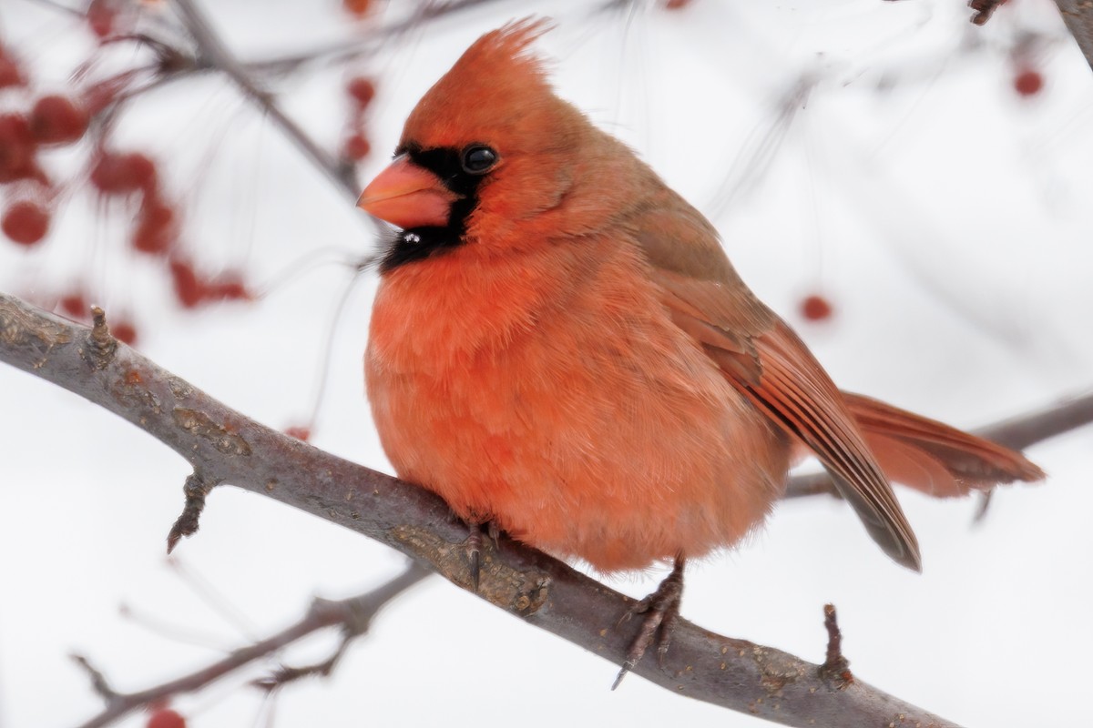 rødkardinal - ML646461024