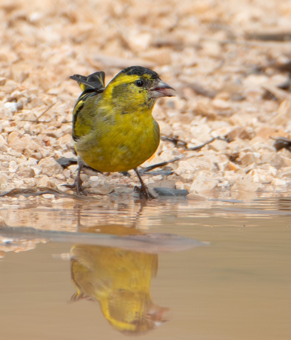 黃雀 - ML646461025