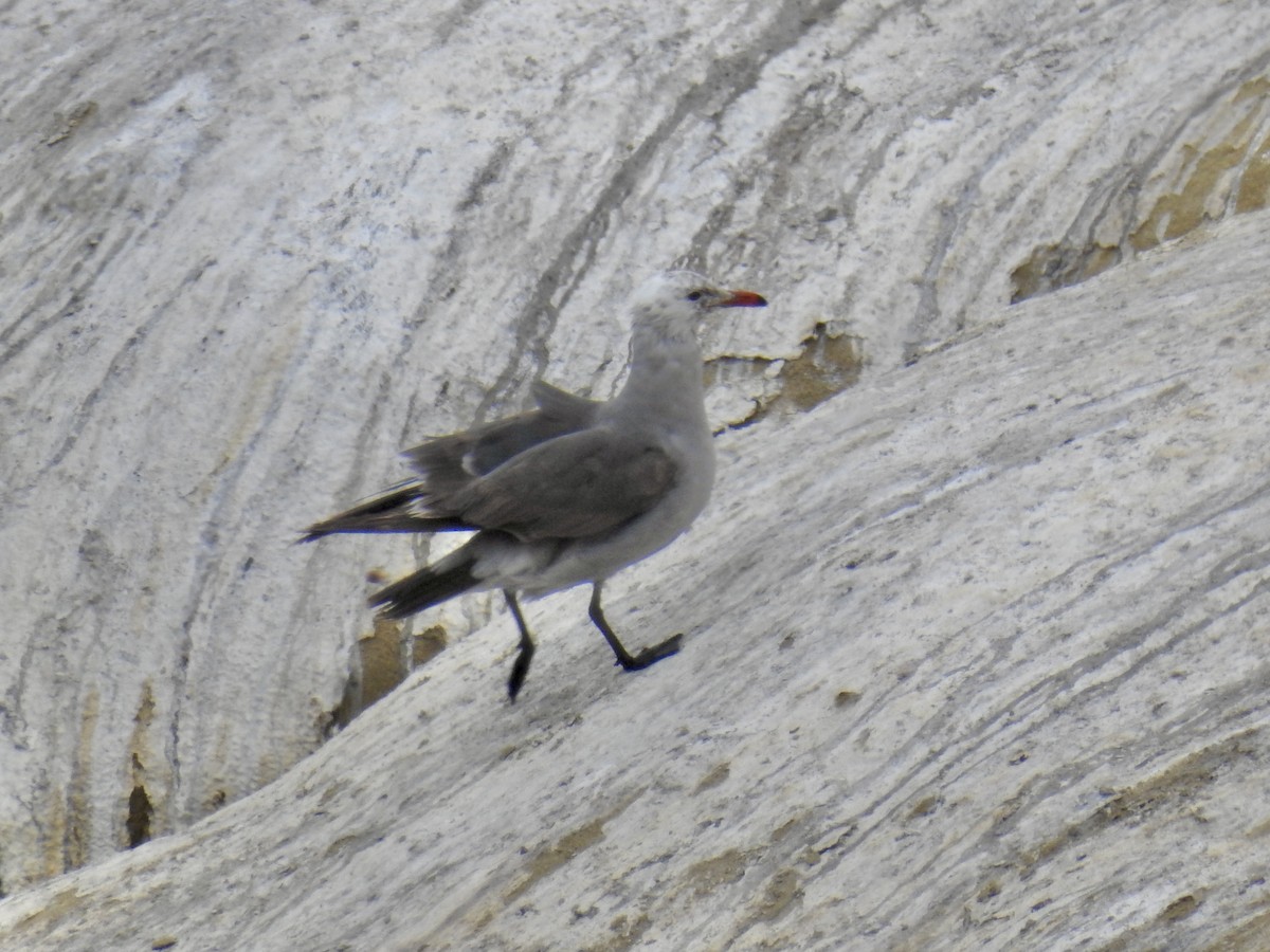 Heermann's Gull - ML646461031