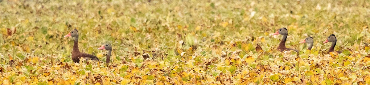 Black-bellied Whistling-Duck - ML646461032