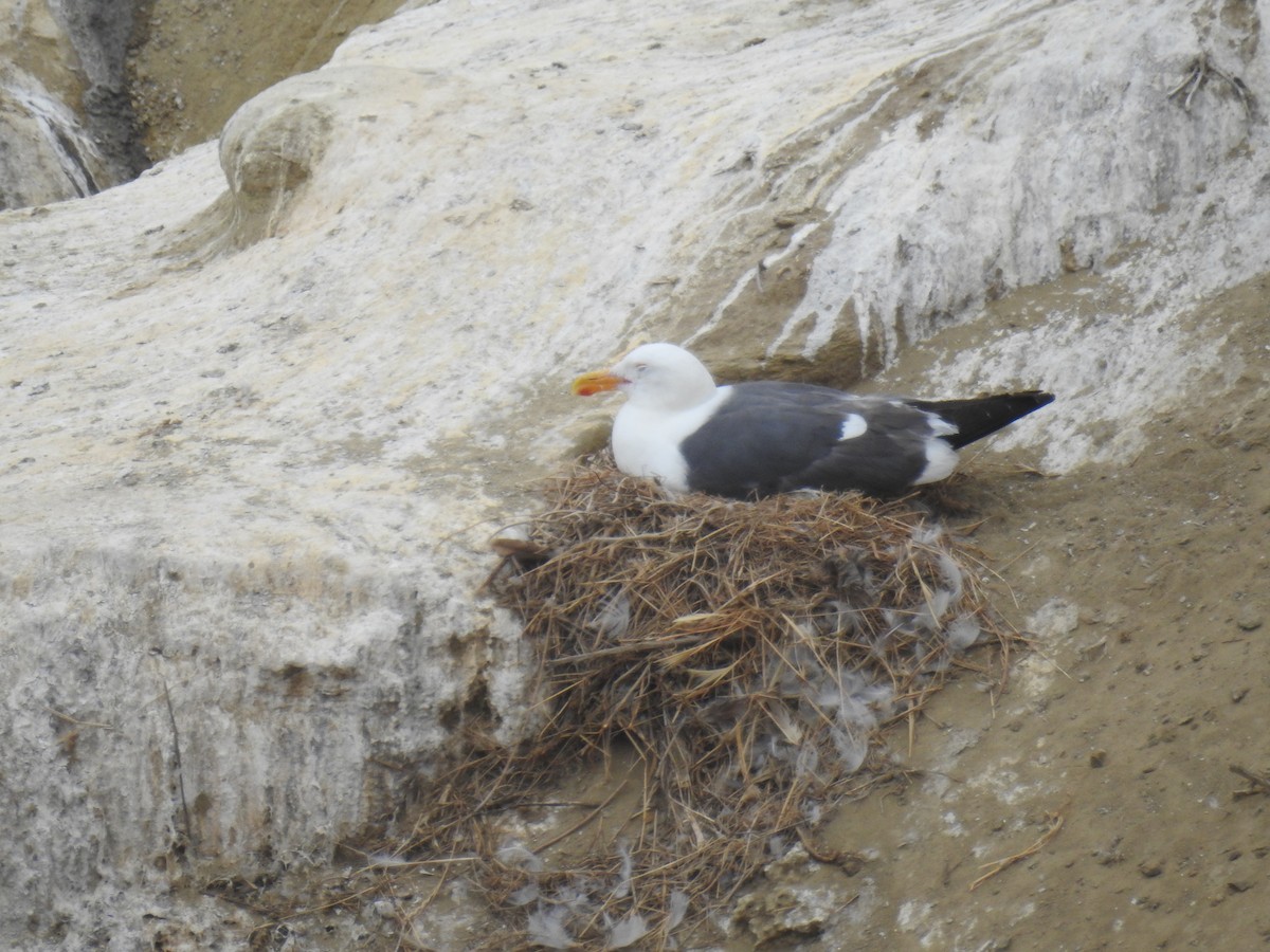 Western Gull - ML646461033