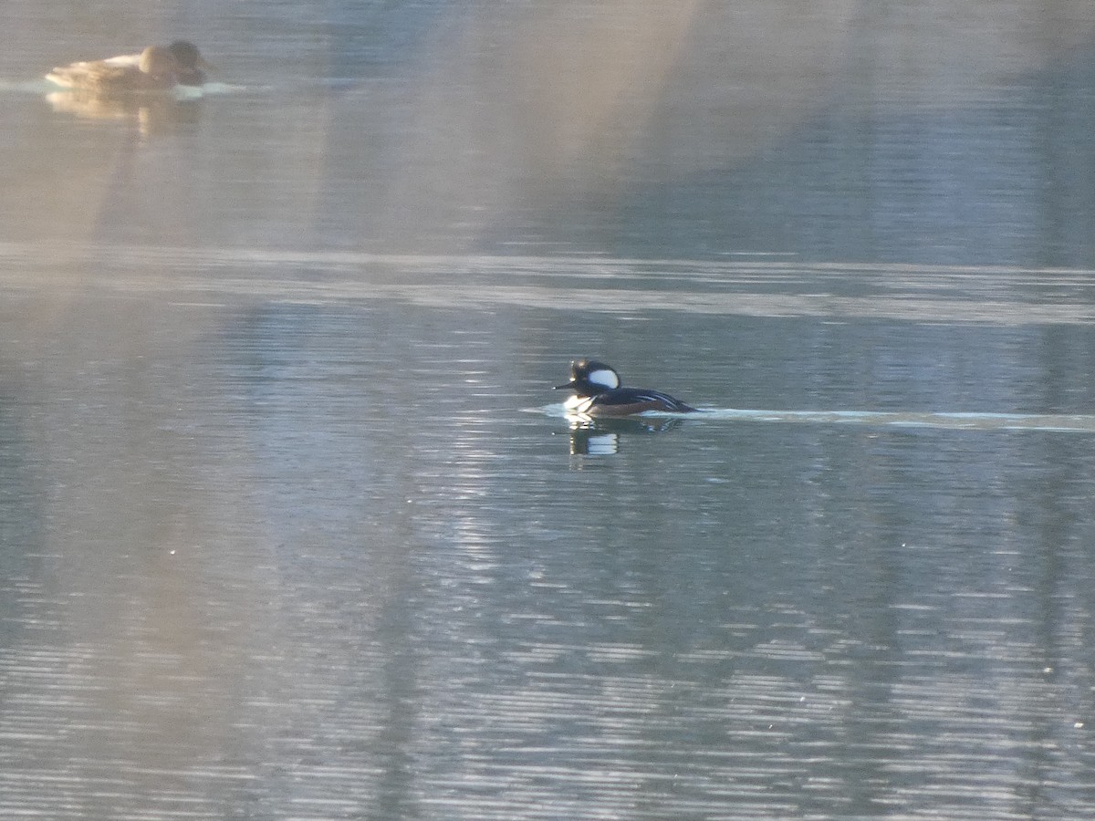 morčák chocholatý - ML646461038