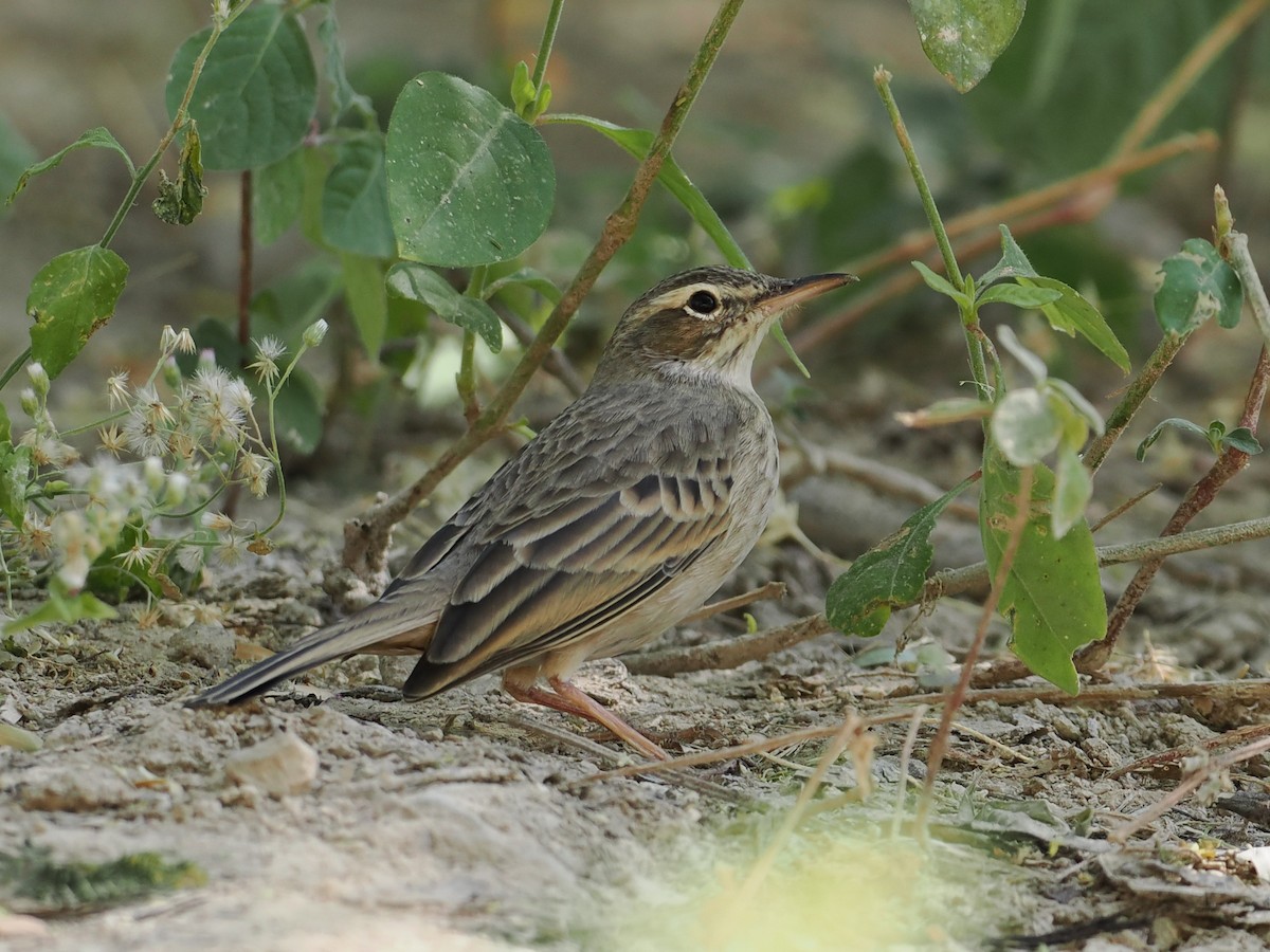 Langschnabelpieper - ML646461039