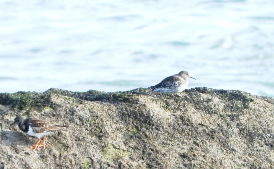 Purple Sandpiper - ML646461040