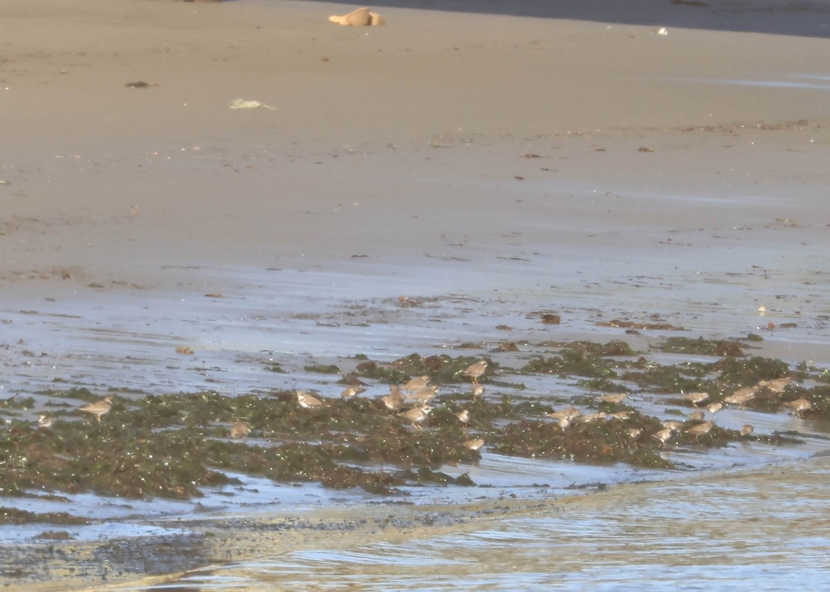 Semipalmated Plover - ML646461044