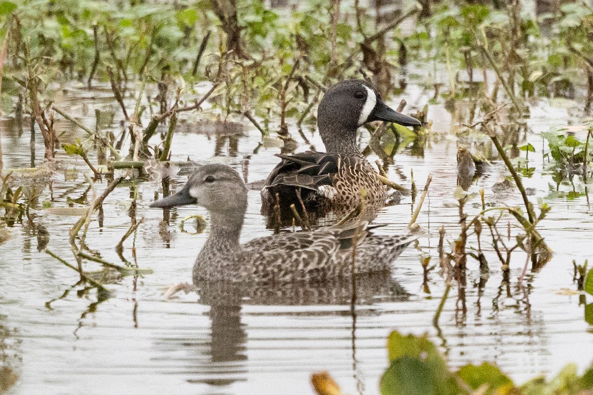 Blue-winged Teal - ML646461045