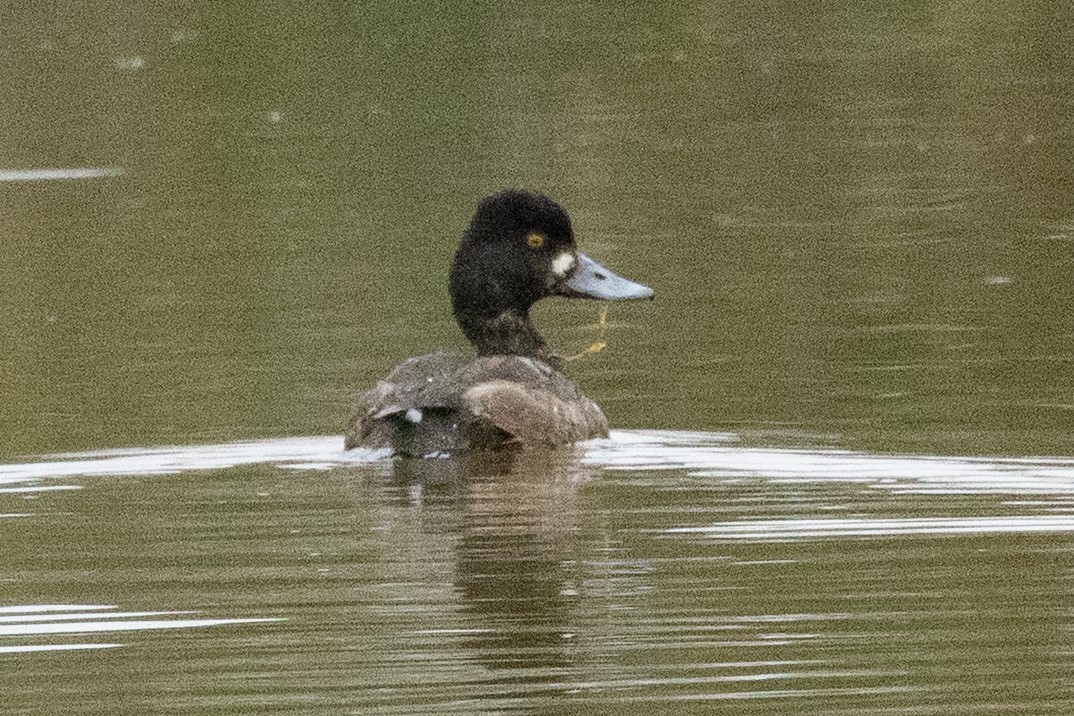 Lesser Scaup - ML646461049