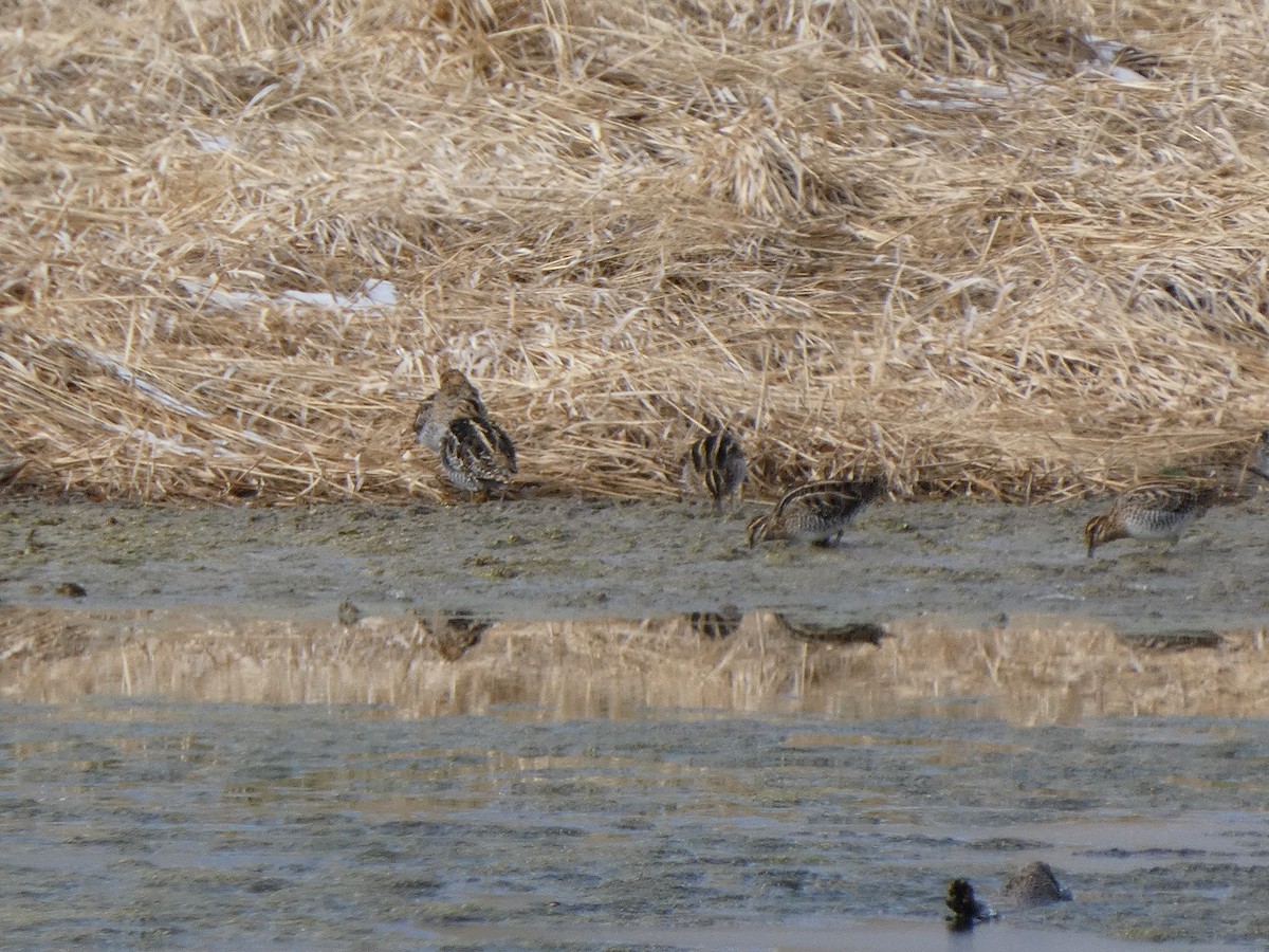 Wilson's Snipe - ML646461055