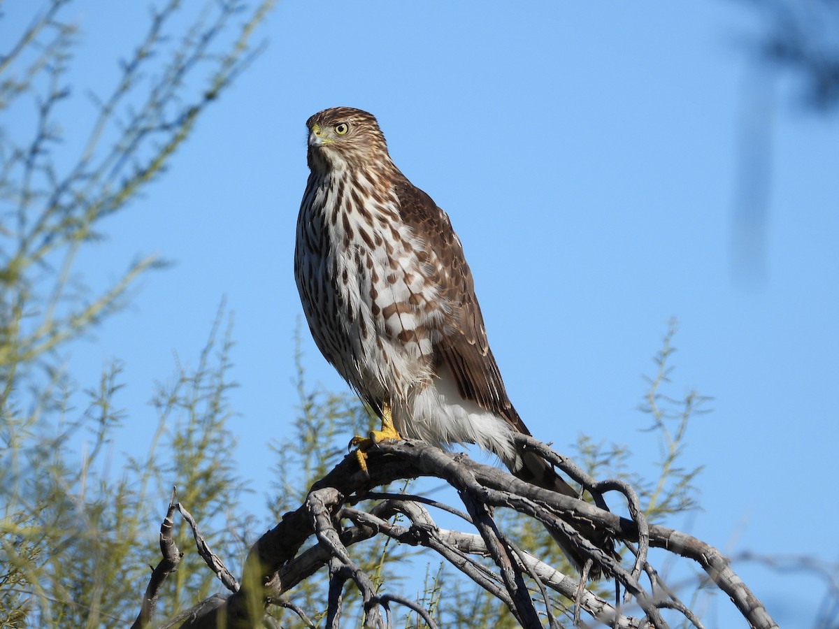 Cooper's Hawk - ML646461056